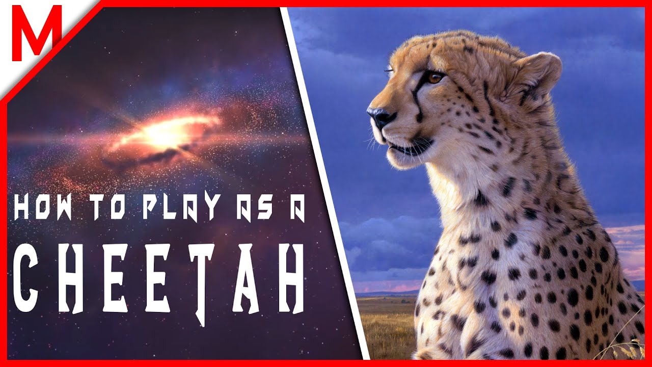 How to play as a Cheetah | Game of Life - YouTube