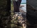 Podzim na Istrii. Další video na našem kanálu BorisJesenik. #cannondale #cycling #porec #chorvatsko