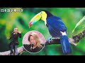 【和訳】あらゆる動物の鳴き声を再現🐦 カナダから来たジュヌビエーブ | BGT 2024