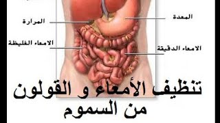 تنظيف الجسم من السموم بالخضر النيئة والفواكه الطازجة. لتنشيط عملية حرق الدهون و كسر الثبات