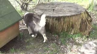 Finnischer Lapphund Kennel Erimathi F2-Wurf Welpen 6 1/2 Wochen alt by Kennel Erimathi 816 views 1 year ago 7 minutes, 10 seconds