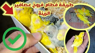 طريقة فطام فروخ عصافير الزينة, كوكتيل,روز,فيشر,بادجي..