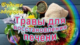 Травы для восстановления печени