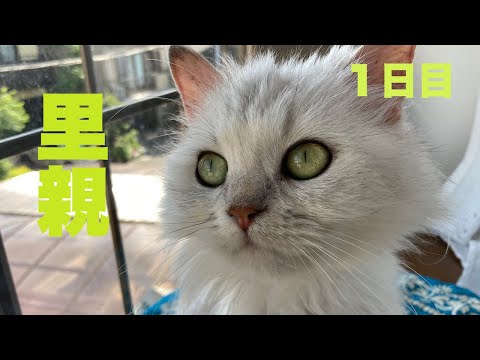 【家族になります】里親募集サイトの白猫の里親になって１日目。[We’re going to be a family] Day 1 of cat foster care