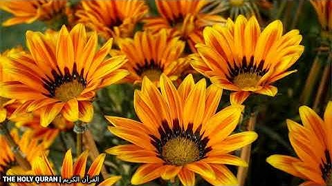 سورة الليل بصوت القارئ اسامة صبحي حسين #تلاوة #القرآن_الكريم #قرآن #القرآن #قران #quran