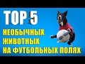 ТОП-5 самых необычных животных на футбольных полях