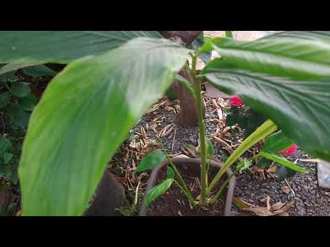 Vídeo: Dicas sobre o cultivo de cardamomo - Aprenda sobre plantas de especiarias de cardamomo
