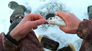 Рыбалка на Реке Зимняя Рыбалка на Подлещика Ловля Сопы (Ловля Зимой) / Bream Fishing – MF №86(Видео о #рыбалке на #реке #Вятка. #Ловля #подлещика #зимой. В #Кировской #области #зимой большая часть #рыболов..., 2016-12-11T14:44:35.000Z)