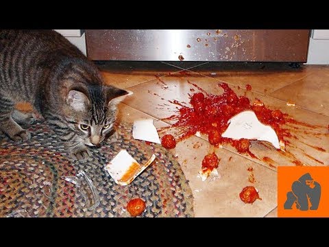 Funny Cats Destroying Things - Part 1