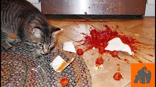 Funny Cats Destroying Things - Part 1 by Crazy Gorilla 15,433 views 5 years ago 2 minutes, 34 seconds