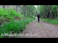 A Walk in the Woods - Woodland Photography