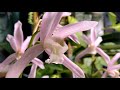 Akerne Orchids (Belgium) online. Mоё знакомство с европейскими теплицами