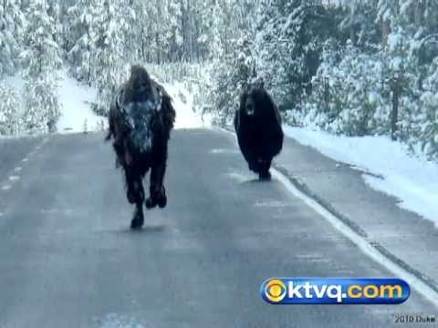 KTVQ - Wild Pics Capture Grizzly Chasing Bison in ...
