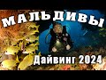 Дайвинг. Мальдивы. Январь 2024 г.