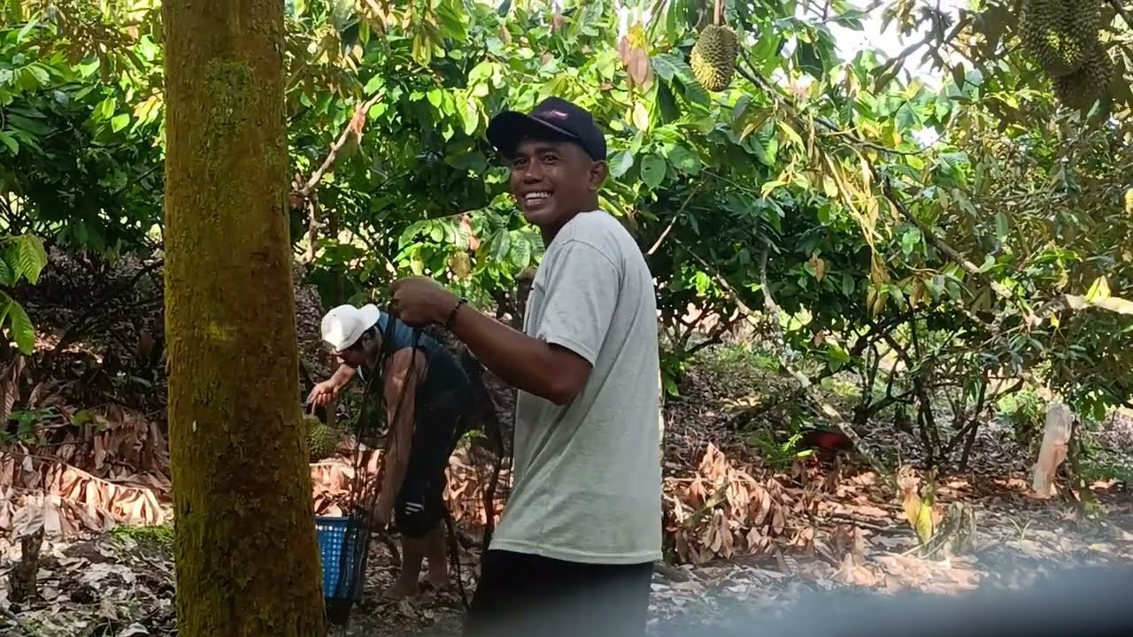 KE GUNUNG PANEN DURIAN MONTONG LANGSUNG DARI POHONYA