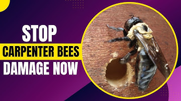 What Is the Fastest Way to Get Rid of Carpenter Bees?(Natural Methods)