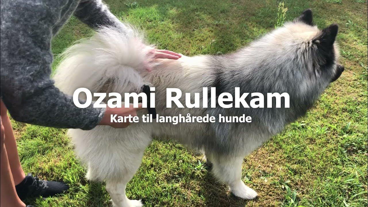 | Karte til langhårede hunde - YouTube