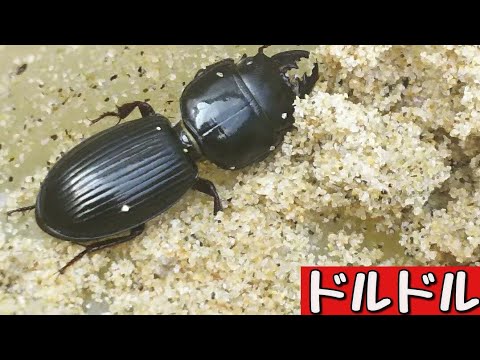 昆虫採集 まるでクワガタ カッコイイ甲虫で 飼育しているヒョウタンゴミムシ 夜に活動的になる昆虫で どんな行動をするのか観察してみます Youtube 昆虫採集 まるでクワガタ カッコイイ甲虫で 飼育しているヒョウタンゴミムシ 夜に活動的になる昆虫で どんな行動をするのか観察してみます Youtube