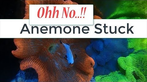 Anemone Caught In Propeller "Reefing Mistake Monday" w6