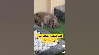 عبد الرحمن خاف علي توم 😢💔🔥 #عائلة_ميرو #اميره_وعبدالرحمن #عبدالرحمن #اكسبلور #snapchat #قطط