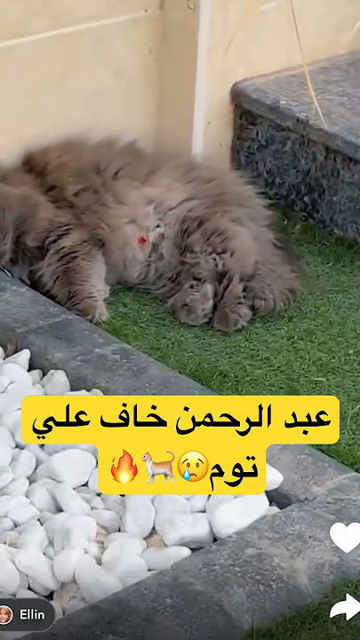 عبد الرحمن خاف علي توم 😢💔🔥 #عائلة_ميرو #اميره_وعبدالرحمن #عبدالرحمن #اكسبلور #snapchat #قطط