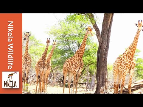 When is the tall Giraffe most vulnerable to Predators?