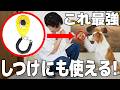 【犬 クリッカー】トリックトレーニングの神アイテム"クリッカー"の使い方を徹底解説します！