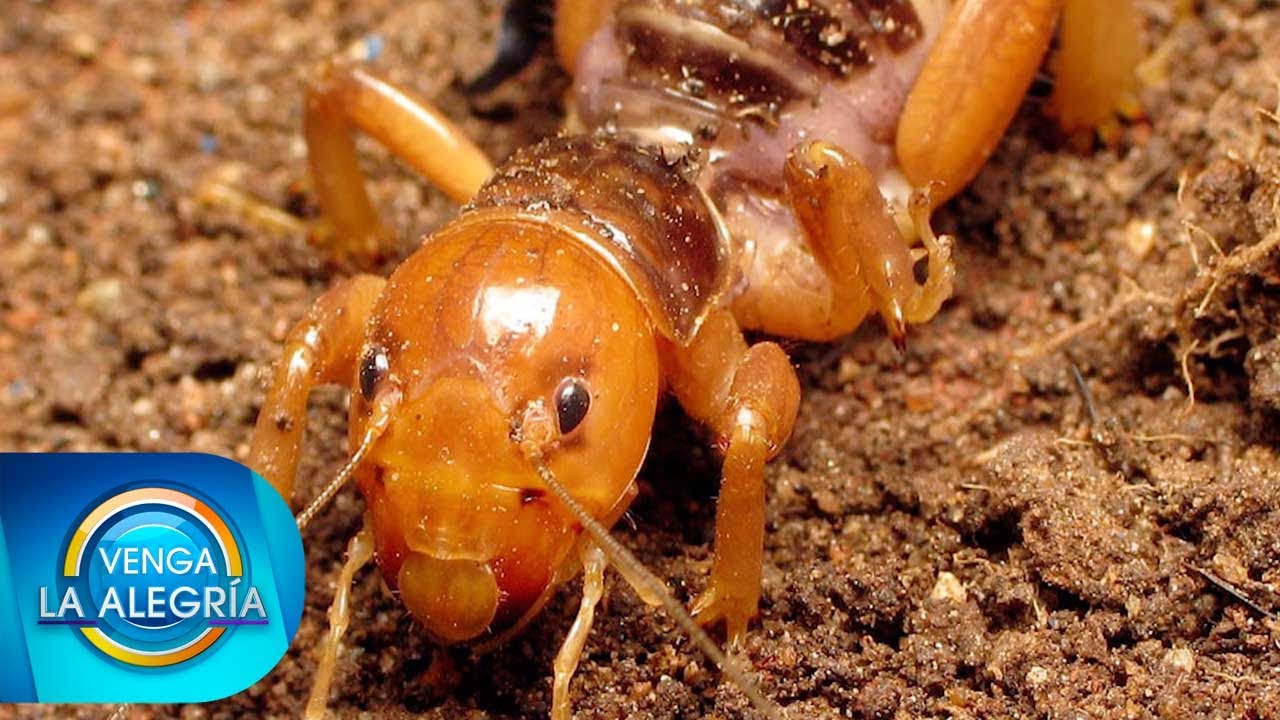 ¿Cómo alejar a los cara de niño de tu casa? El experto nos pasa sus tips. Venga La Alegría ¿Cómo alejar a los cara de niño de tu casa? El experto nos pasa sus tips. Venga La Alegría