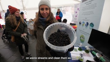 How Microalgae Contribute to Sustainability? | HOOP