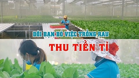 Hành trình chinh phục rau thủy canh của đôi bạn Tuấn - Ngọc - PLO