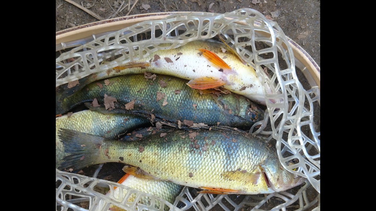 Big gunpowder rockfish!+late season yellows! - YouTube