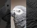 Sad Story of the Smartest Parrot in the World