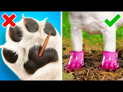 Video: 6 suggerimenti per creare fantastici video per animali domestici