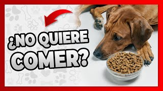 QUE HACER Si Mi PERRO NO QUIERE COMER ¿Está TRISTE Y FLACO?