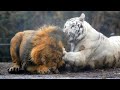 Real fights between lion and tiger clash of the titans 