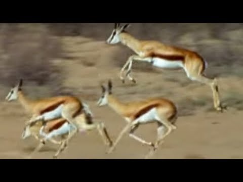 Video: Verschil Tussen Springbok En Gazelle