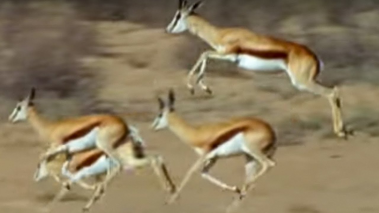 Springboks Antelopes vs Cheetahs | Wild Africa | BBC Earth - YouTube