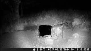 2 Javelinas/Peccary/Wild Pig Caught on Pond Cam at Night in South West New Mexico