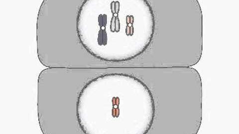 Aneuploidy (Aneuploidia)