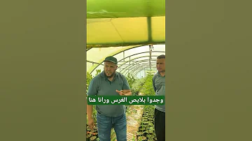 وجدوا بلايص الغرس ورانا هنا خضراء بإذن الله 