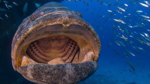 MUTTON Snapper Catch Clean and Cook (HAND FEEDING MONSTER FISH)