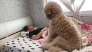 Every morning I didn't know my dog's behavior