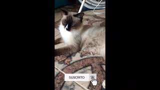 ✨🎃 cute cat sunbathing🎃✨|#shorts |Especial de Halloween by Ringo uwu oficial 82 views 2 years ago 8 seconds