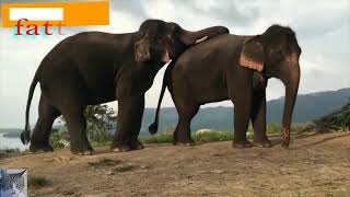 Elephants mating // التزاوج عند الفيلة