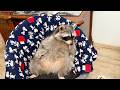 Marsel The Raccoon Claimed The Before The Dog Could Get it.