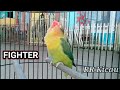 sekali pancing,,, semua lovebird FIGHTER pasti nyaut dan ngekek panjang | masteran labet