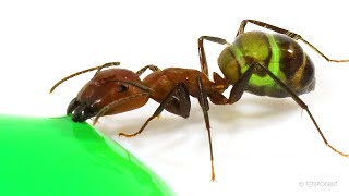 Ants Drinking Green Liquid Candy Timelapse