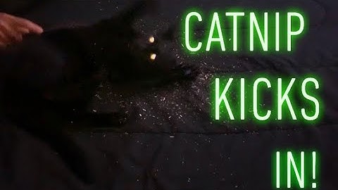 Catnip Kicks in: Funny Cats