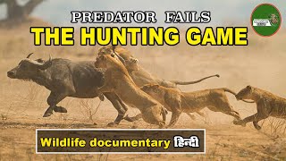 LION Hilarious Hunters Epic Fails of the Predator Kingdom, documentary in Hindi @NatureOfEarthHindi