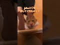 シニアになっても元気なハムスター #ハムスター #shorts